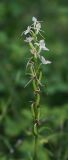 Platanthera bifolia