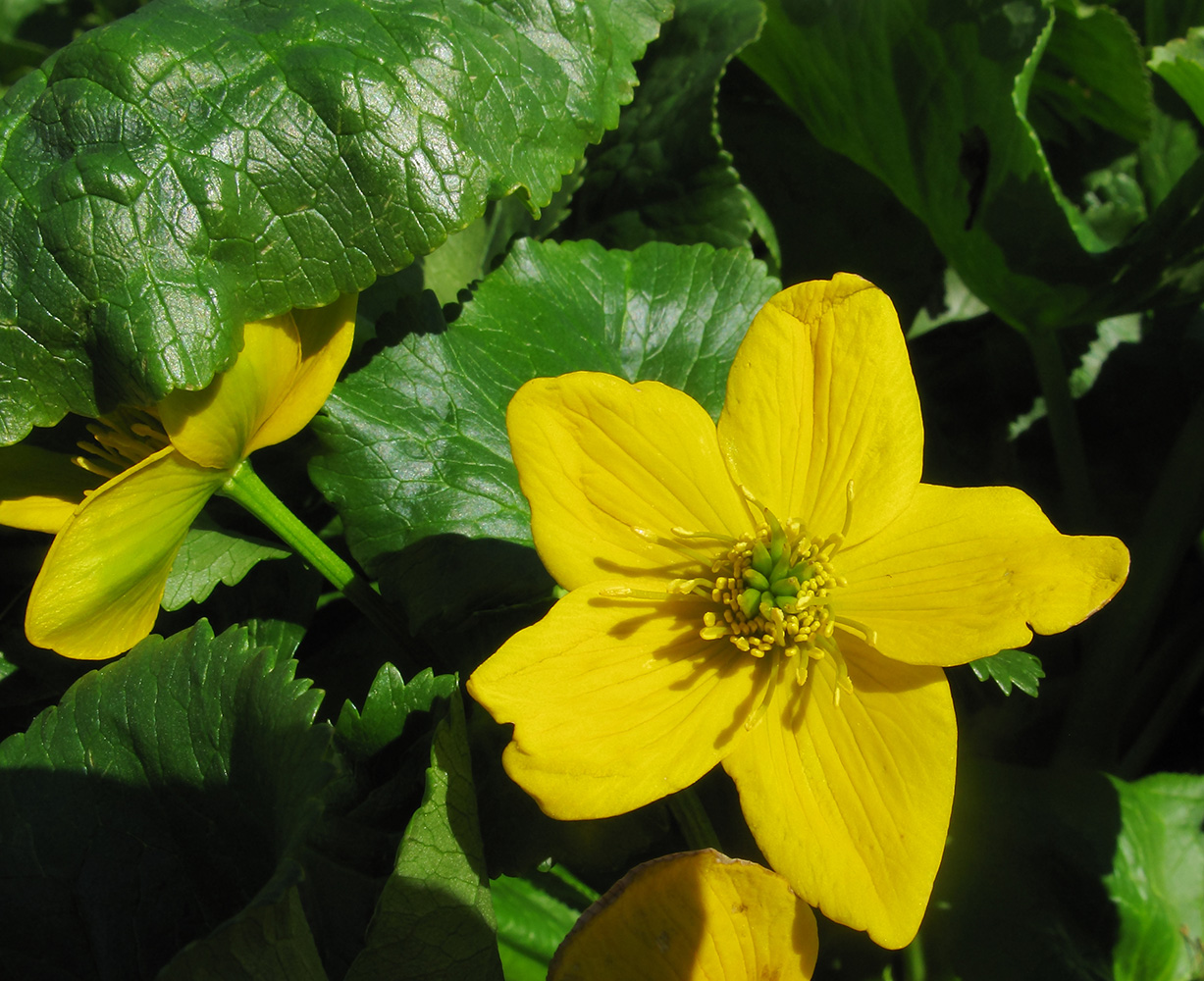 Image of Caltha polypetala specimen.