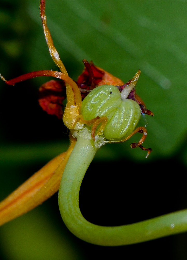 Image of Tropaeolum majus specimen.
