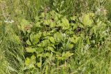 Geum rivale