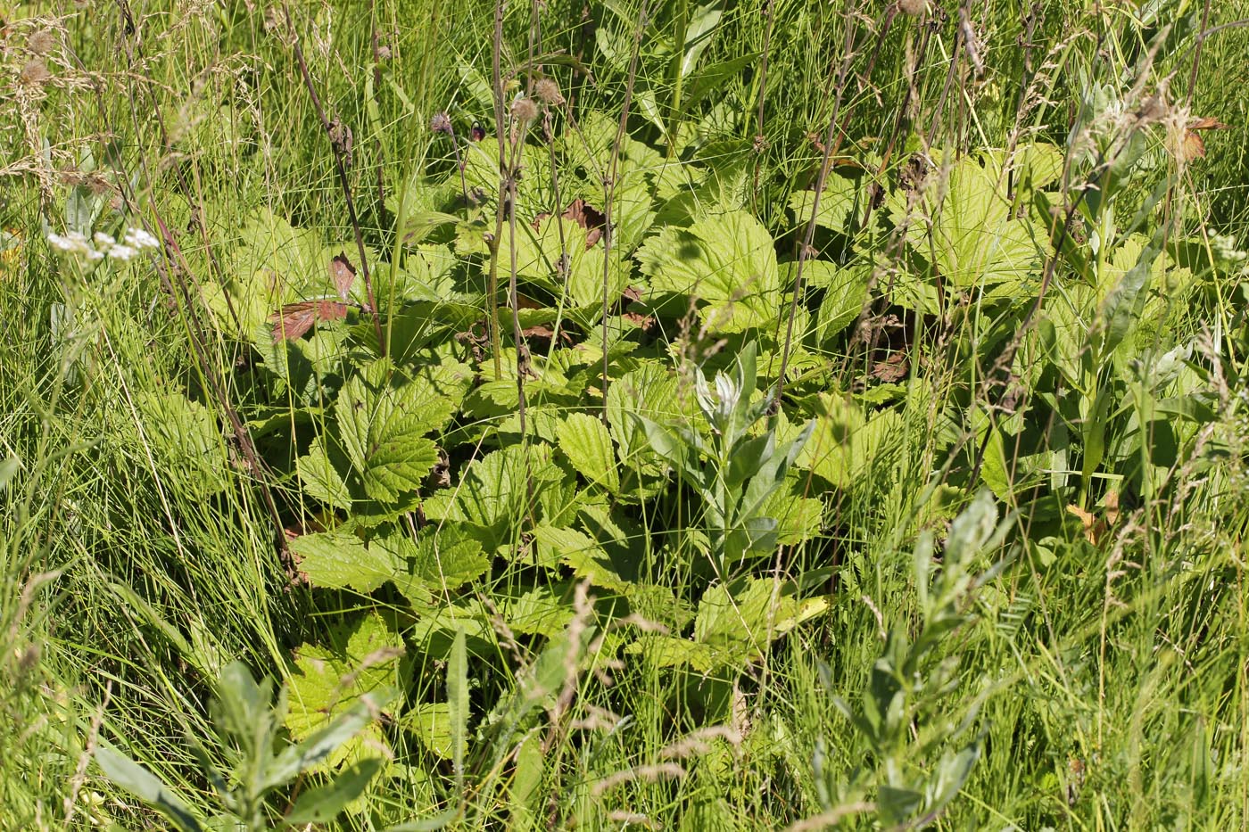 Изображение особи Geum rivale.
