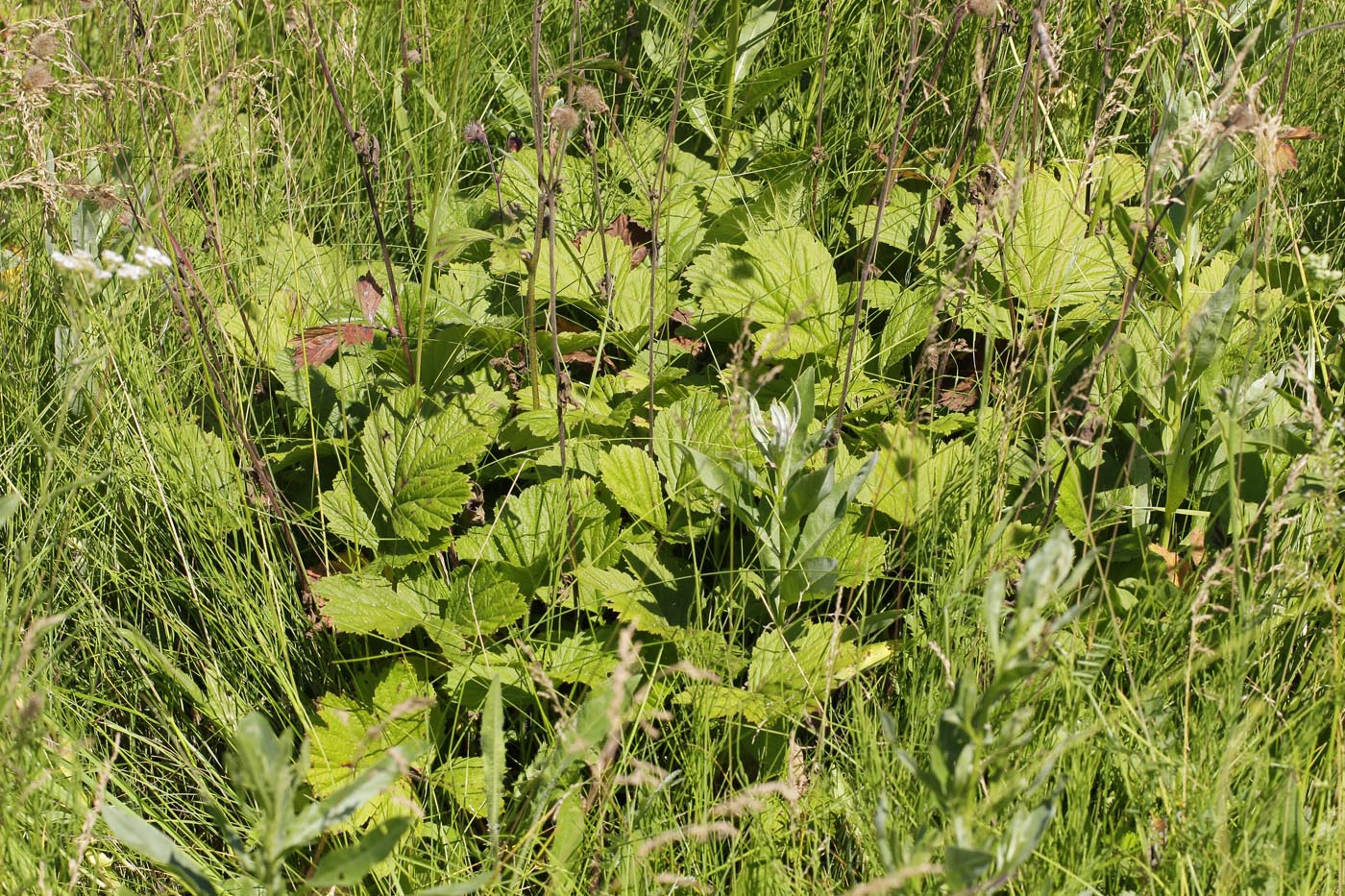 Image of Geum rivale specimen.