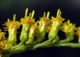 Solidago canadensis