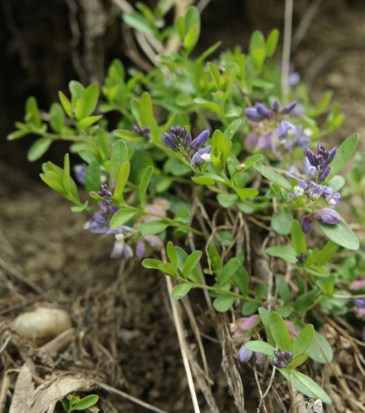 Изображение особи Polygala supina.