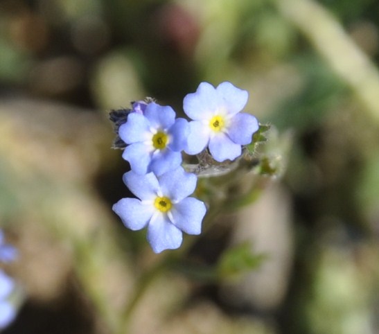 Image of Myosotis cadmea specimen.
