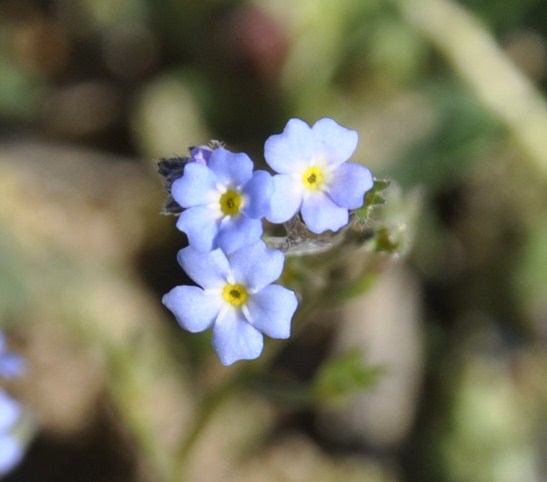 Изображение особи Myosotis cadmea.