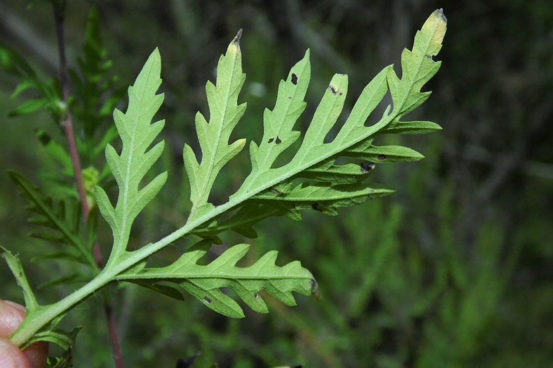 Image of Ambrosia artemisiifolia specimen.