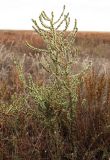 Salsola laricina