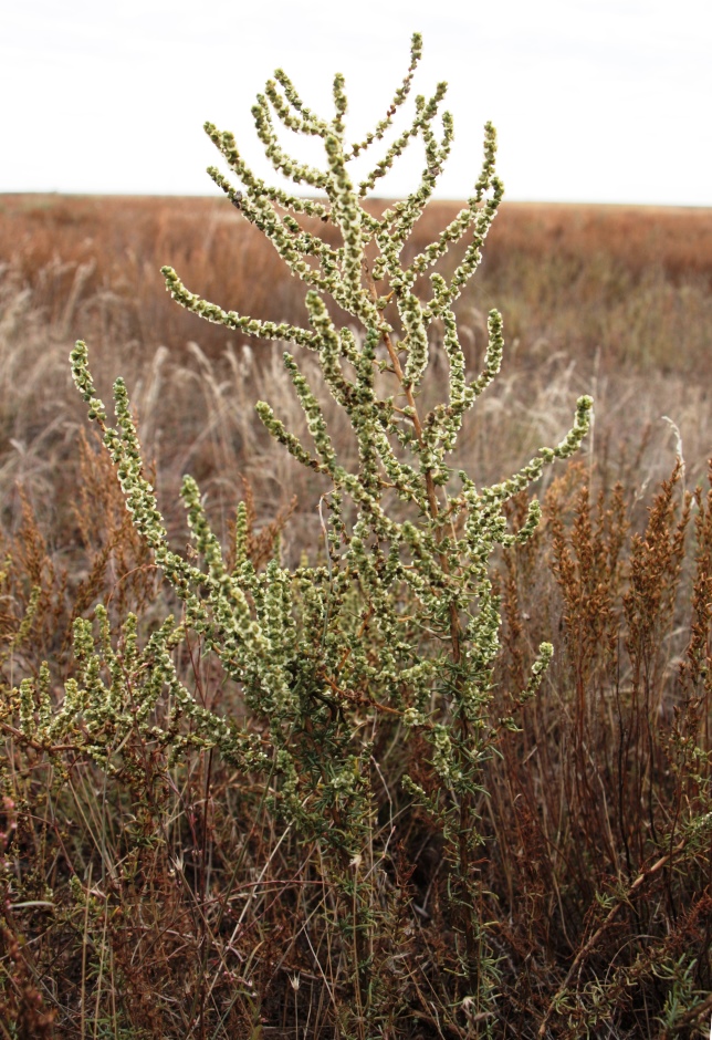 Image of Salsola laricina specimen.