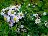 genus Symphyotrichum