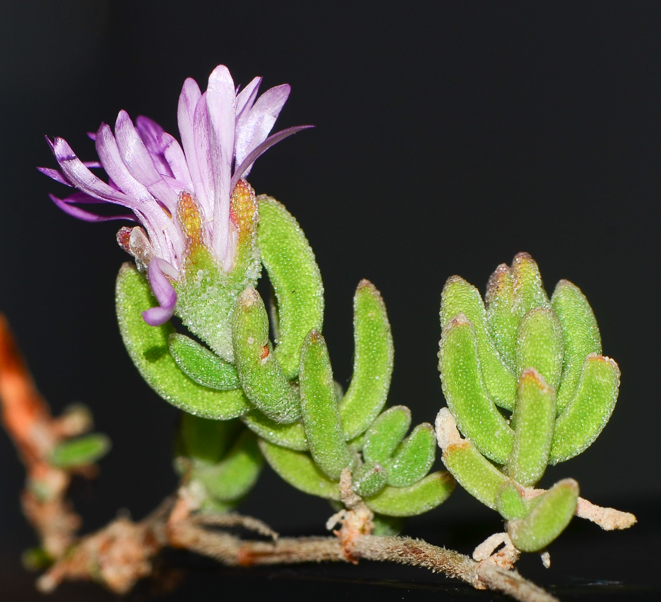 Image of Drosanthemum floribundum specimen.