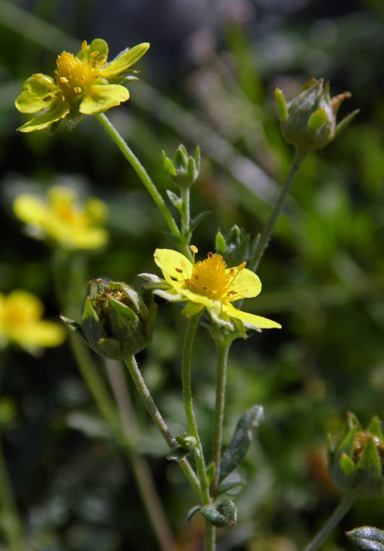 Изображение особи Potentilla argentea.