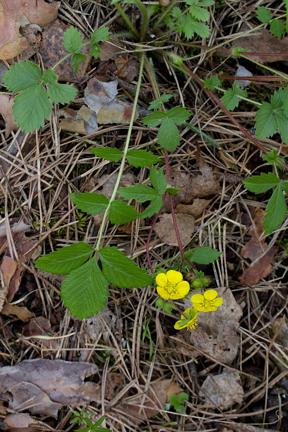 Изображение особи Potentilla fragarioides.