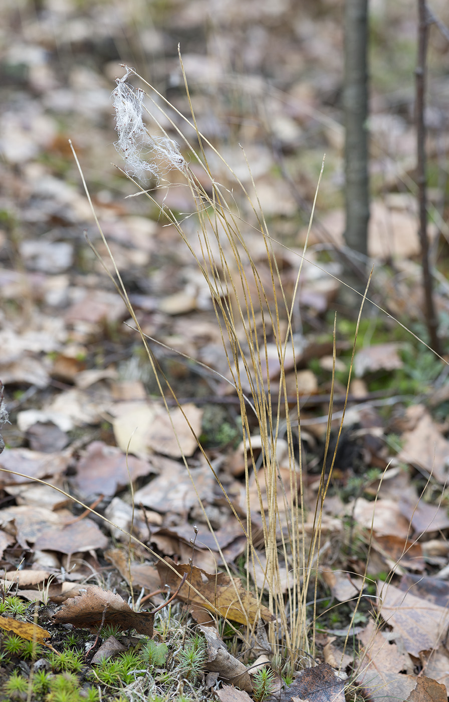 Изображение особи Trichophorum alpinum.