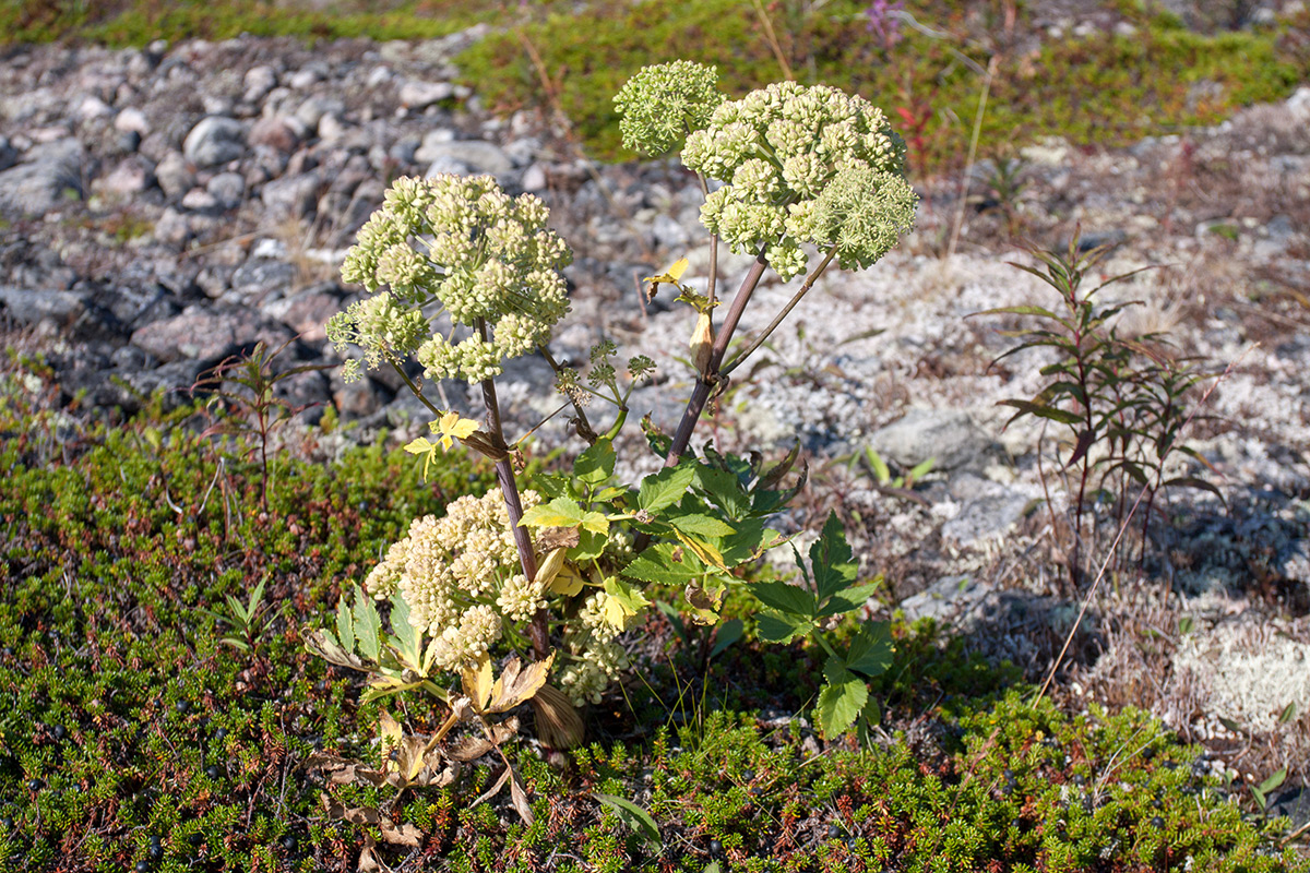 Изображение особи Archangelica officinalis.