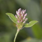 Trifolium striatum. Соцветие. Крым, Бахчисарайский р-н, пос. Куйбышево, луг. 16.05.2016.