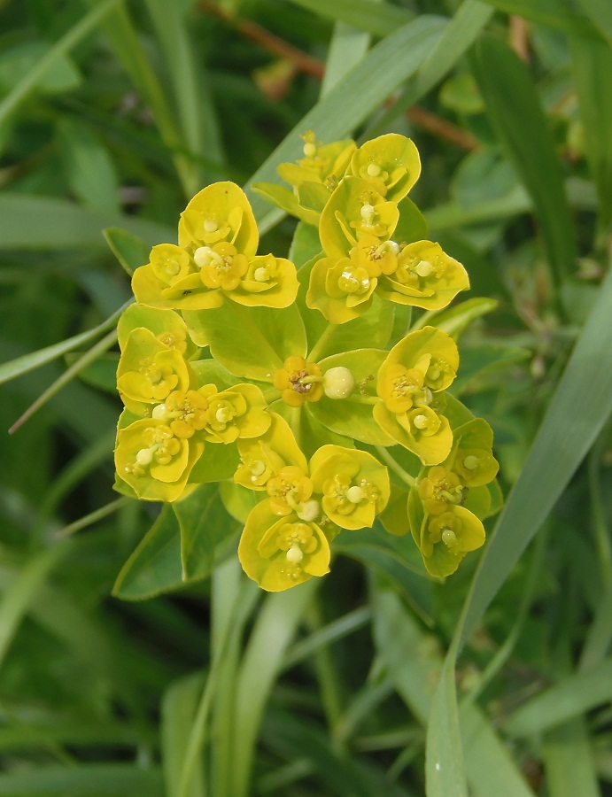 Image of Euphorbia semivillosa specimen.