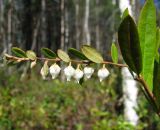 Chamaedaphne calyculata. Верхушка побега с соцветием. Коми, Корткеросский р-н, окр с. Маджа, край болотистого леса. 11.05.2015.