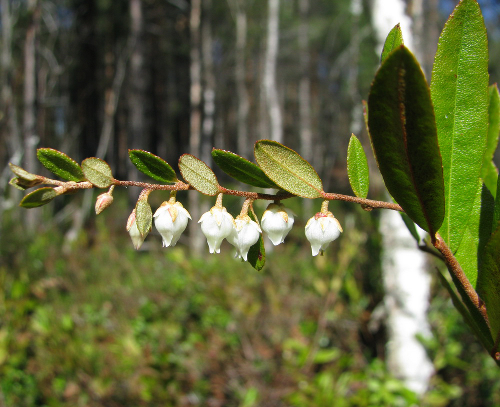 Image of Chamaedaphne calyculata specimen.