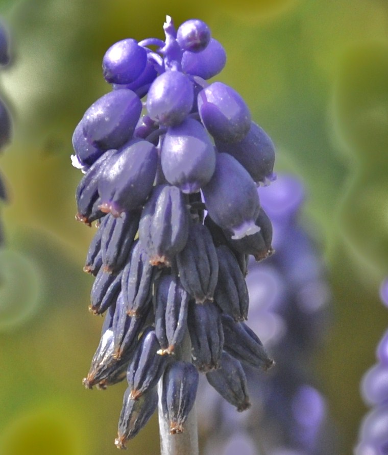 Image of Muscari neglectum specimen.