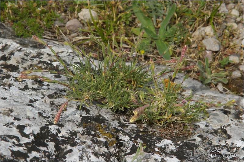 Image of Silene jailensis specimen.