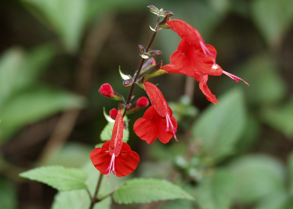 Изображение особи Salvia coccinea.