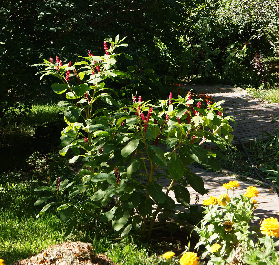 Изображение особи Phytolacca acinosa.