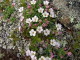 Gypsophila violacea