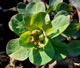 Euphorbia helioscopioides