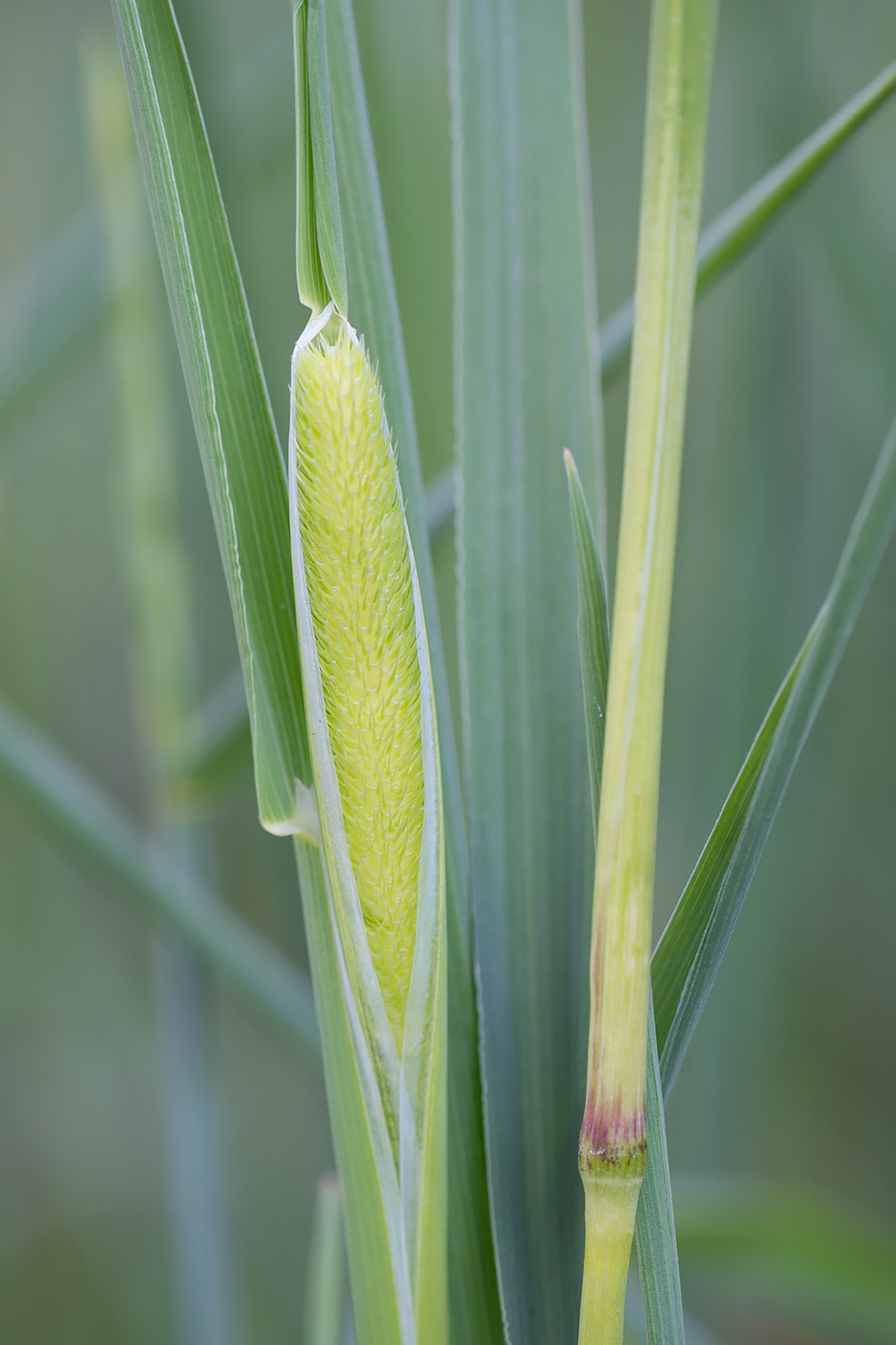 Image of Phleum pratense specimen.