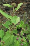 Arctium minus