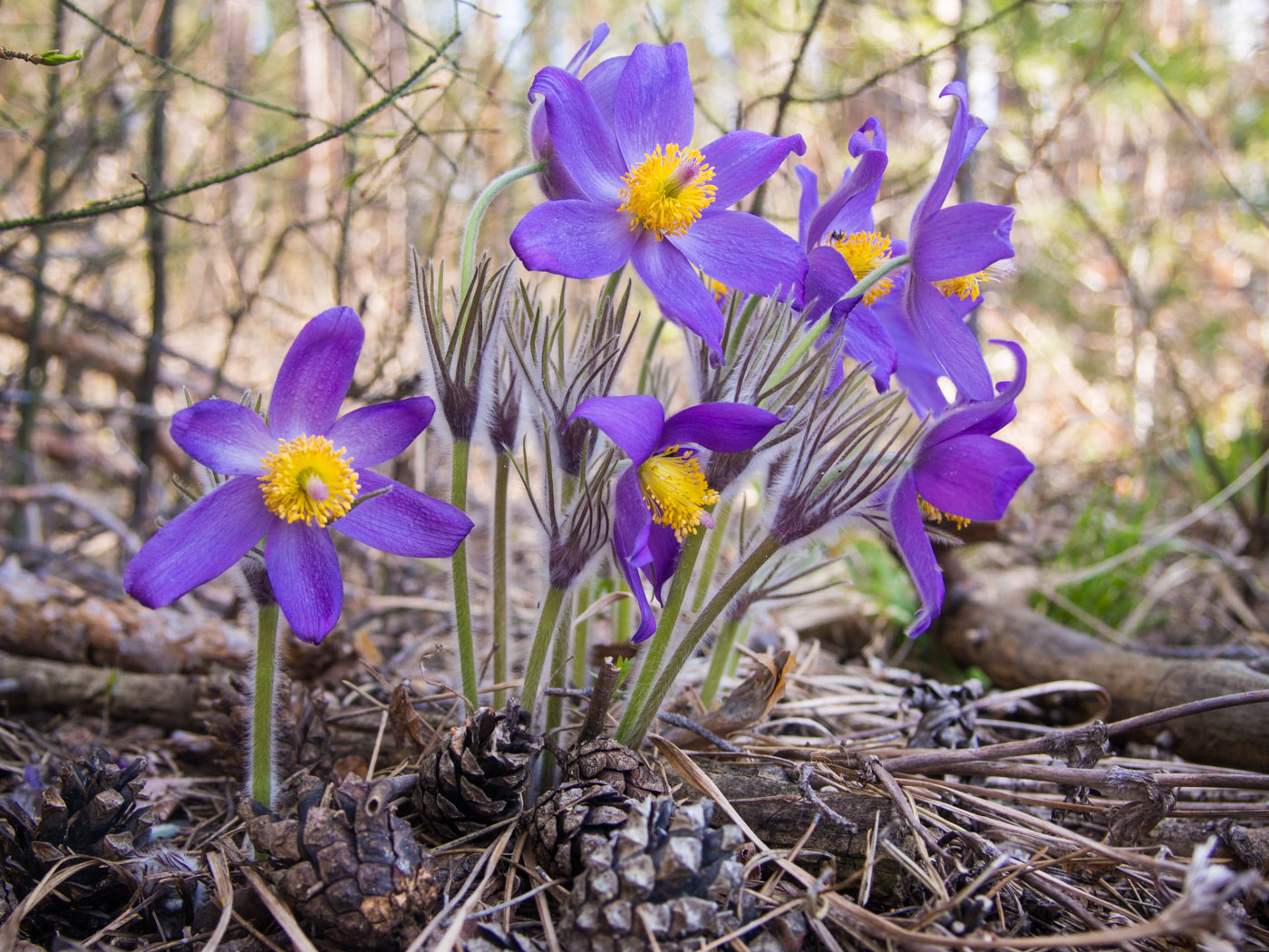 Image of Pulsatilla patens specimen.
