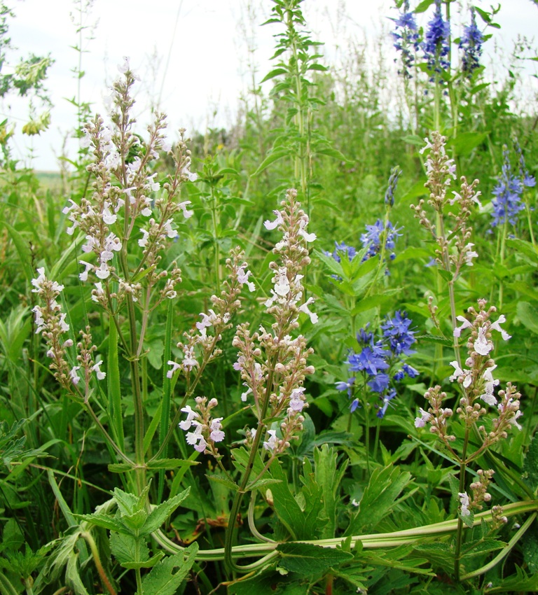 Image of Nepeta nuda specimen.