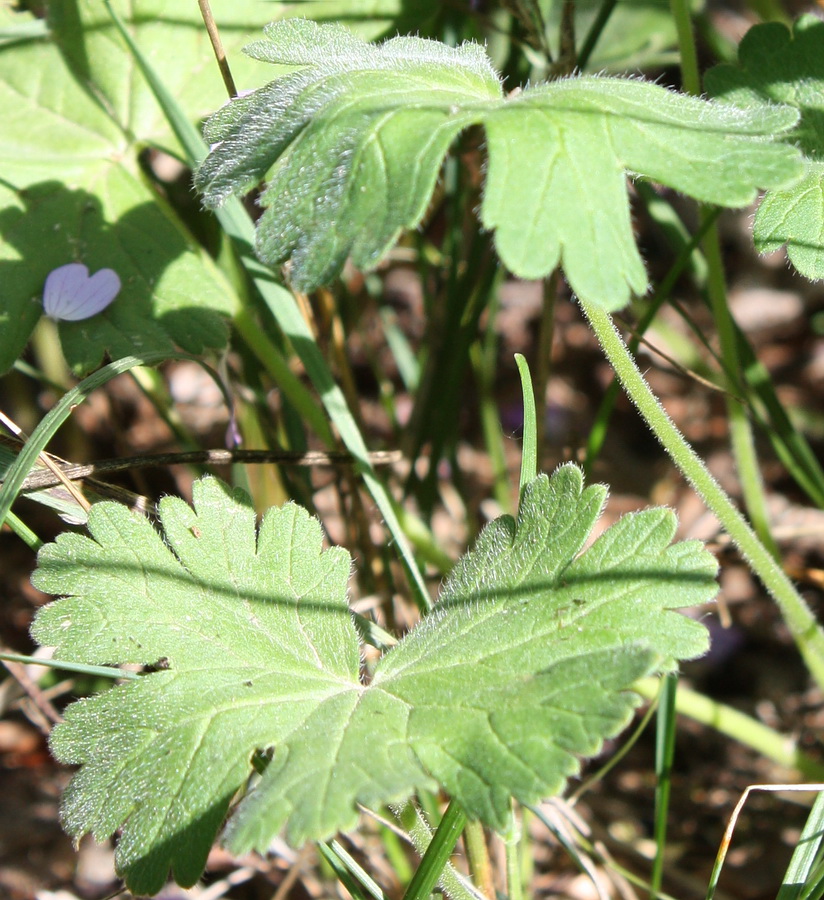 Image of Geranium pyrenaicum specimen.