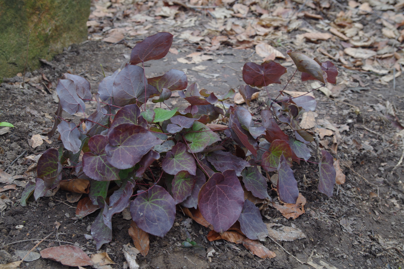 Image of Epimedium colchicum specimen.