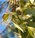 genus Eucalyptus. Часть побега с плодами. Португалия, округ Порталегри, г. Elvas, озеленение. Январь.