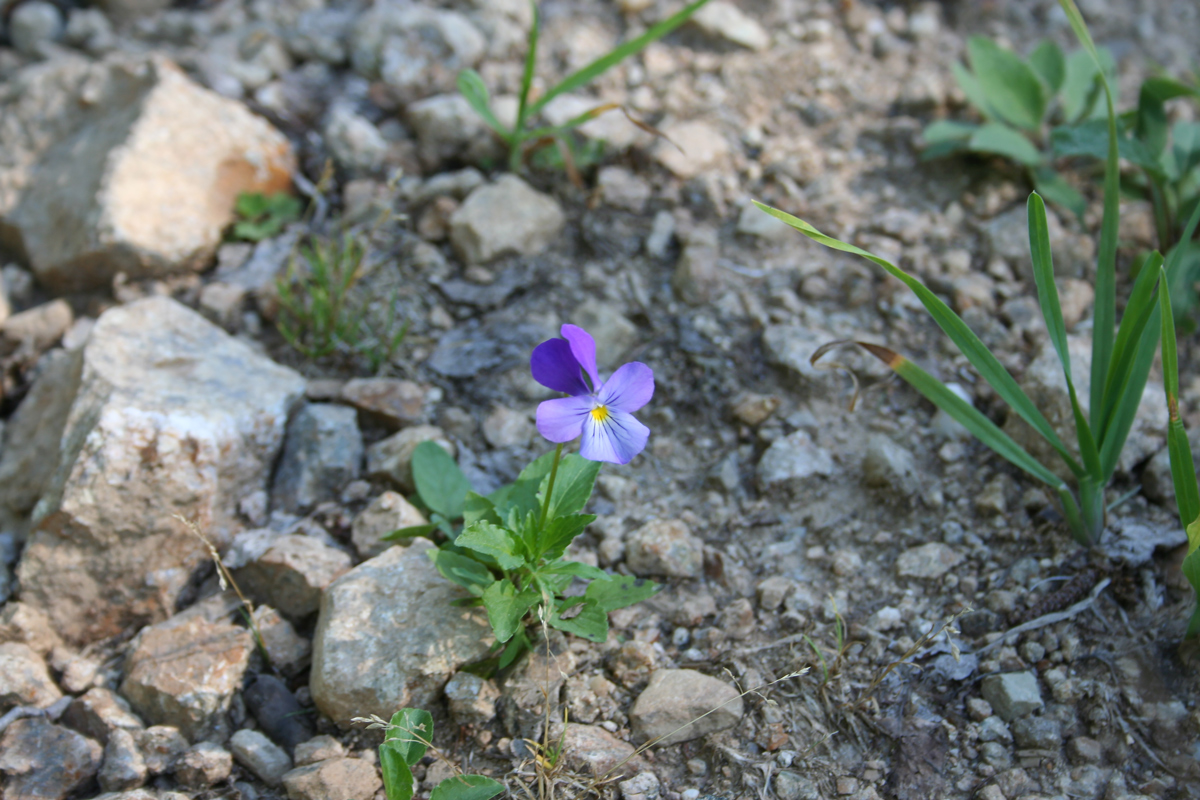 Image of Viola disjuncta specimen.