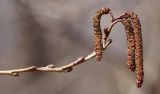 Alnus japonica