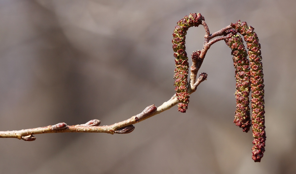 Изображение особи Alnus japonica.