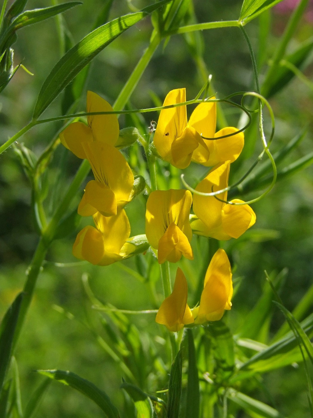 Image of Lathyrus pratensis specimen.