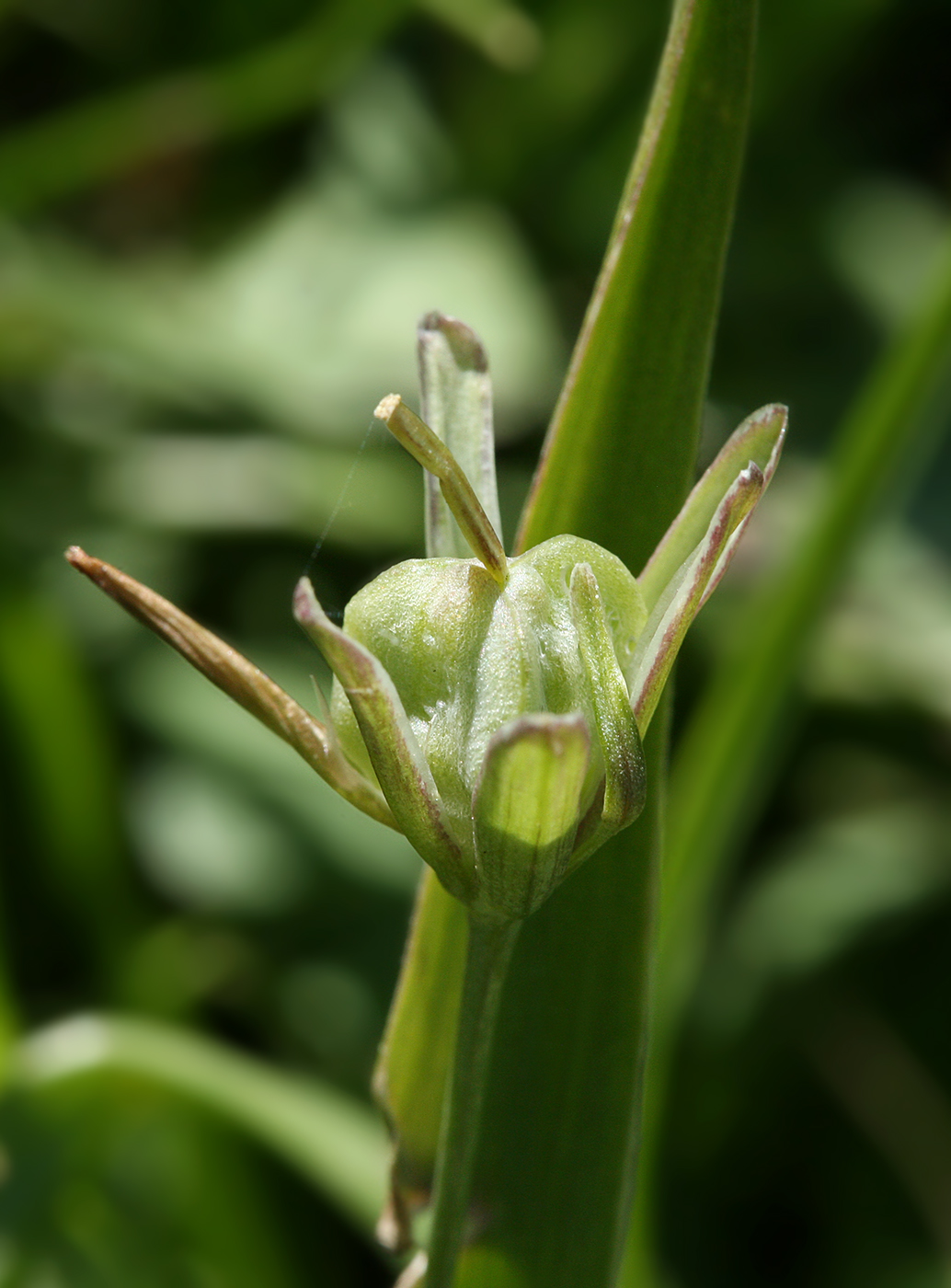 Image of Gagea lutea specimen.