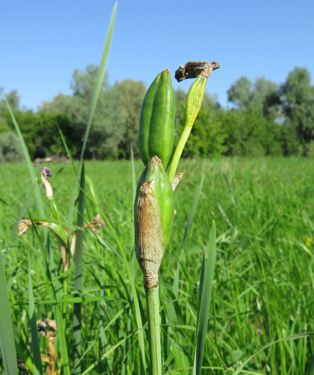 Image of Iris sibirica specimen.