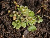 Marchantia polymorpha