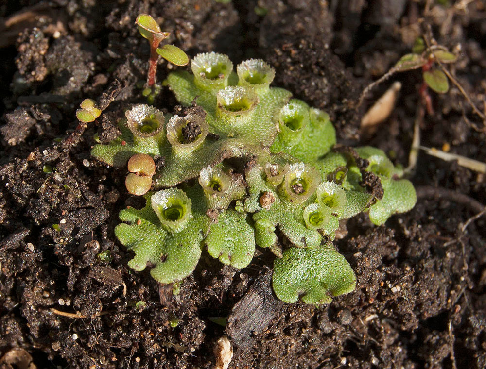 Изображение особи Marchantia polymorpha.