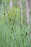 Carex lasiocarpa