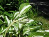 Hosta undulata