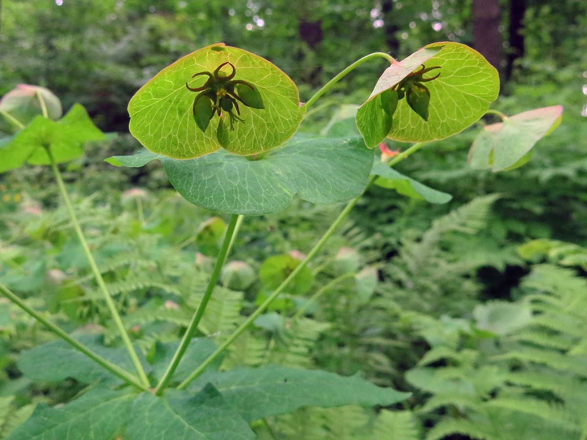 Изображение особи Euphorbia macroceras.