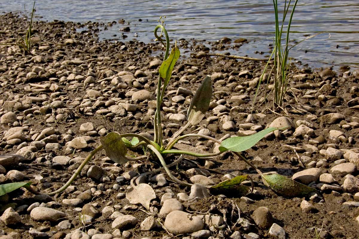 Изображение особи Alisma plantago-aquatica.