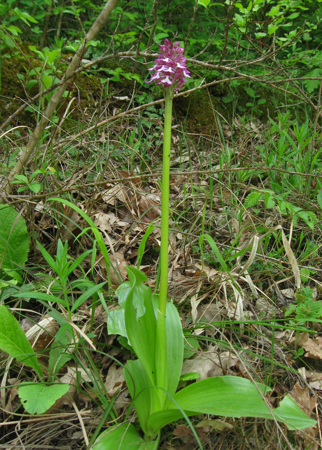 Изображение особи Orchis purpurea ssp. caucasica.