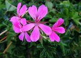 Pelargonium peltatum